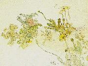 Carl Larsson, blommor- nyponros och backsippor